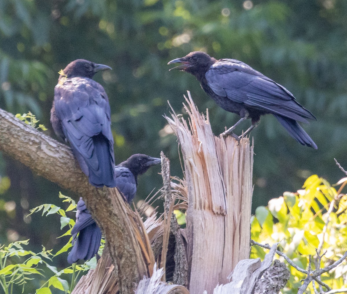American Crow - ML640279364