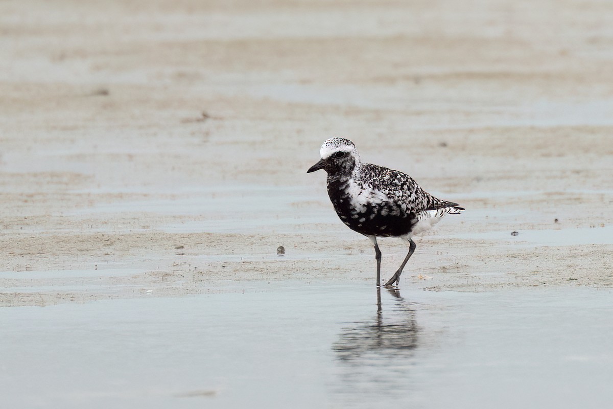Black-bellied Plover - ML640279380