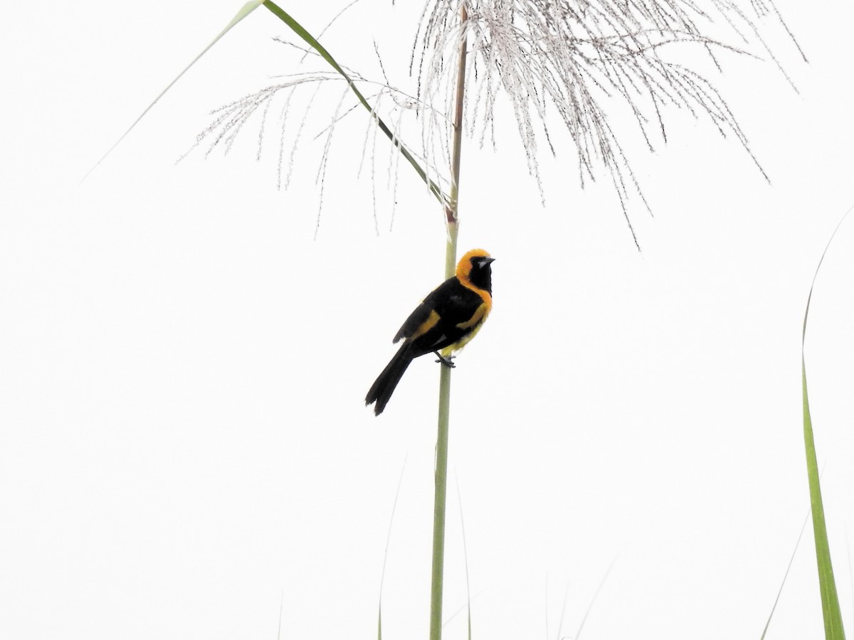 White-edged Oriole - ML640279401