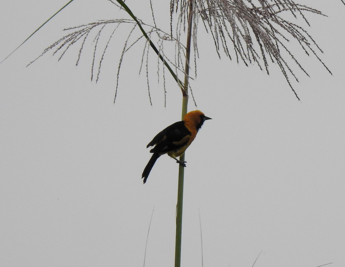 White-edged Oriole - ML640279402