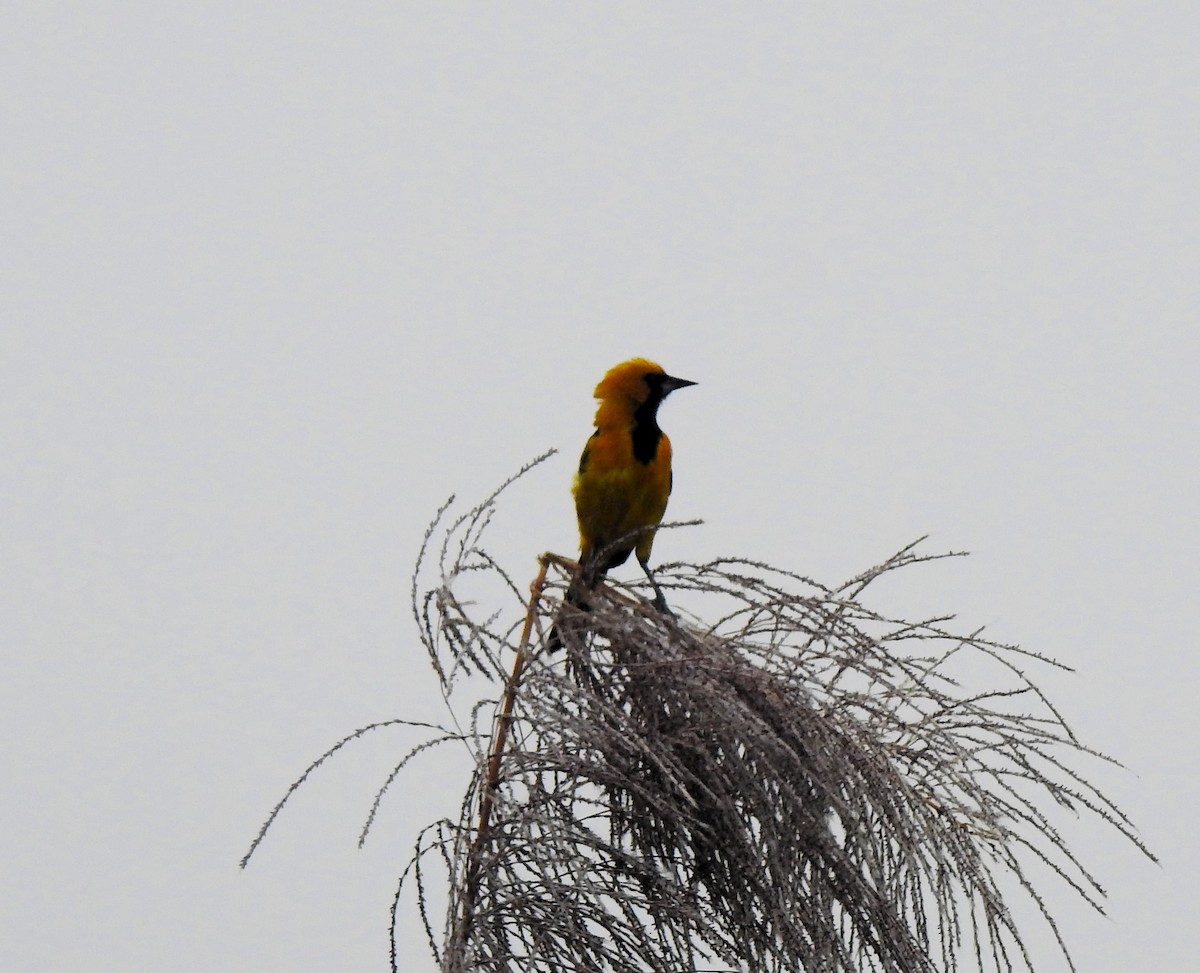 White-edged Oriole - ML640279403
