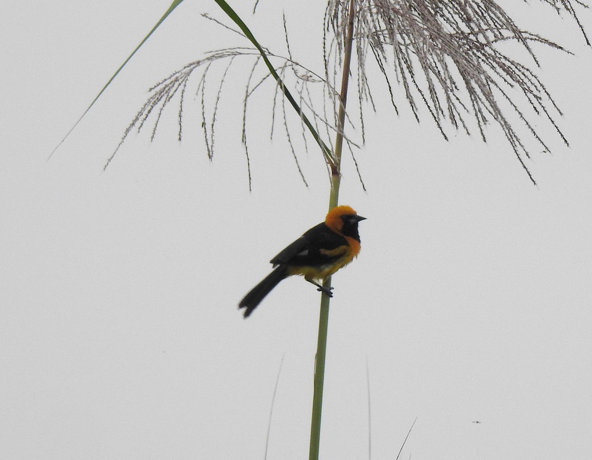 White-edged Oriole - ML640279404