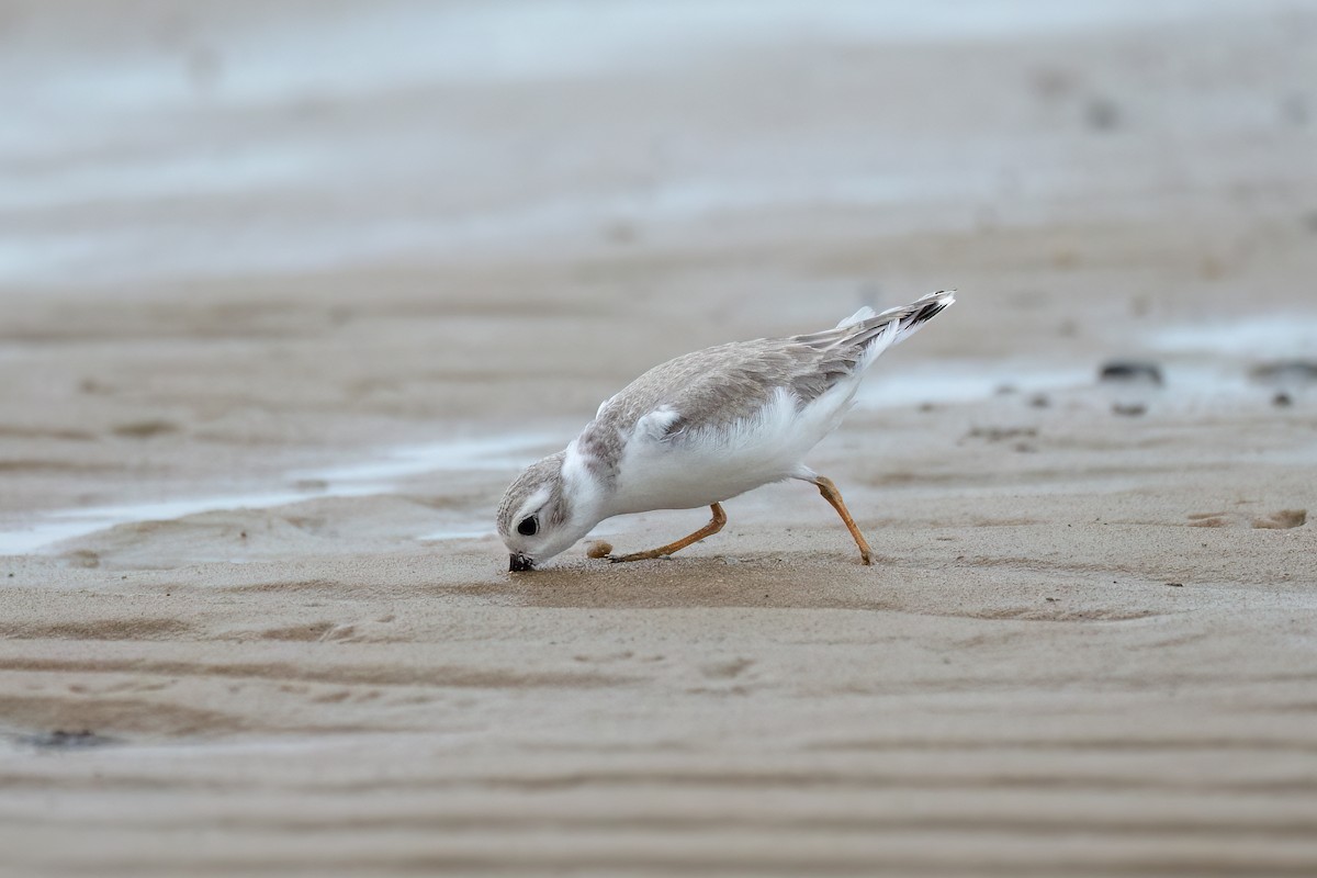 Piping Plover - ML640279405