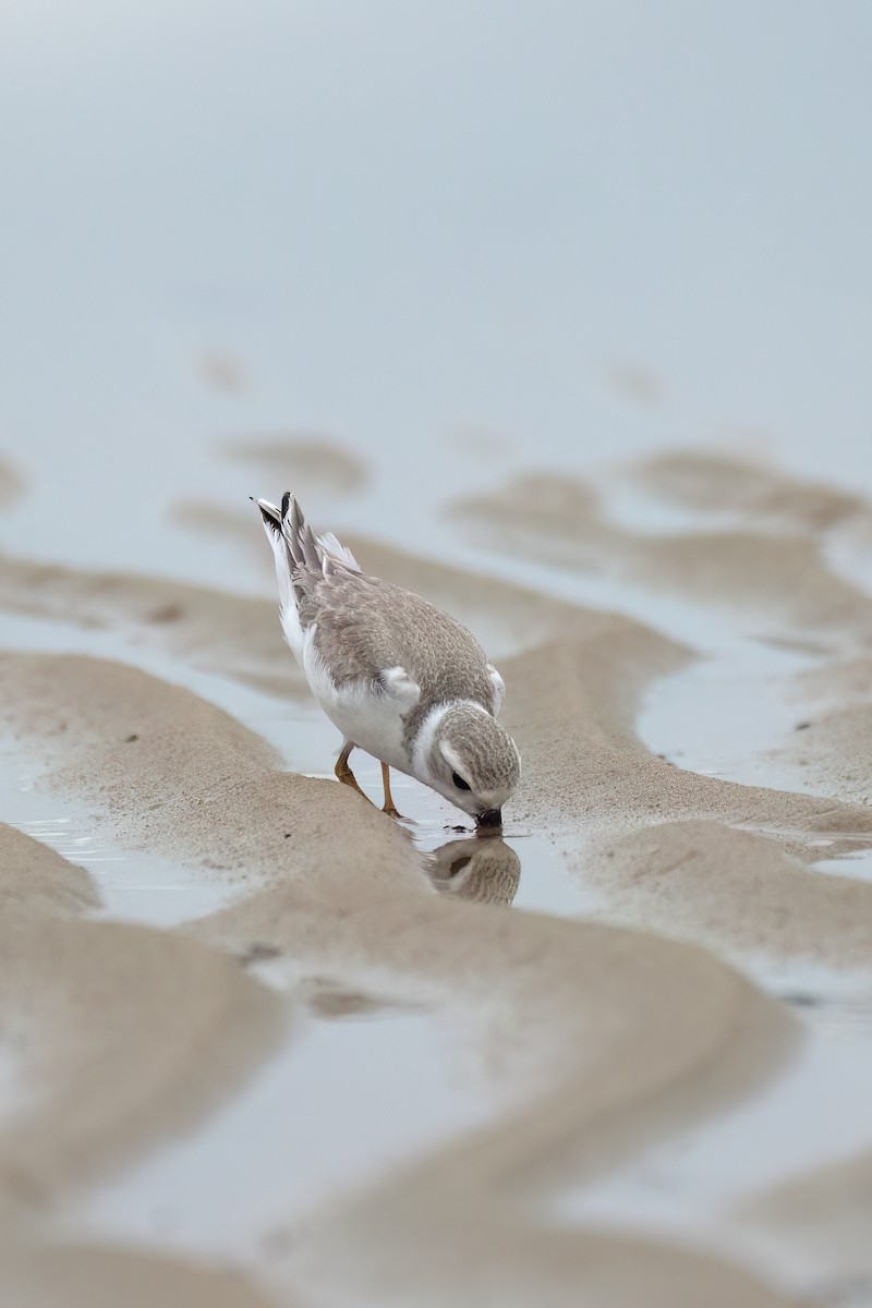 Piping Plover - ML640279406