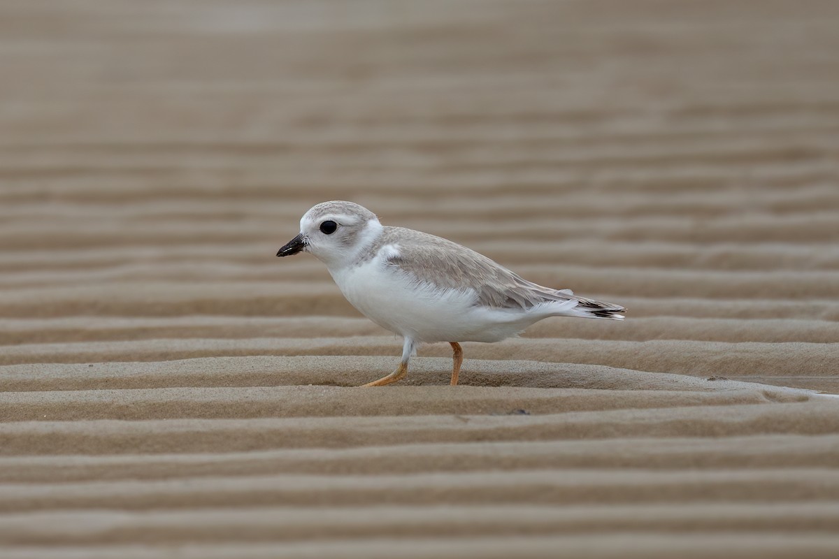 Piping Plover - ML640279407