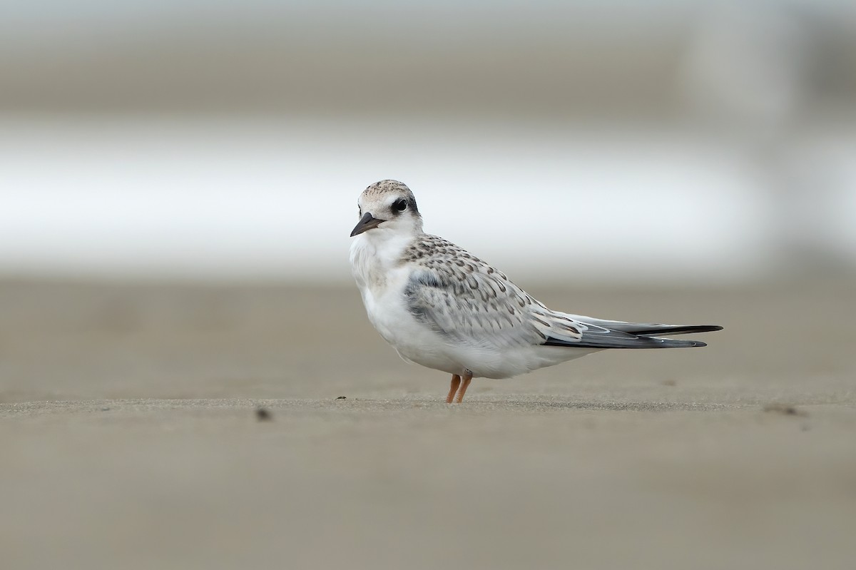 Least Tern - ML640279414