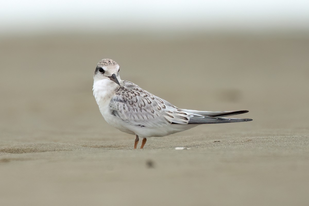 Least Tern - ML640279425
