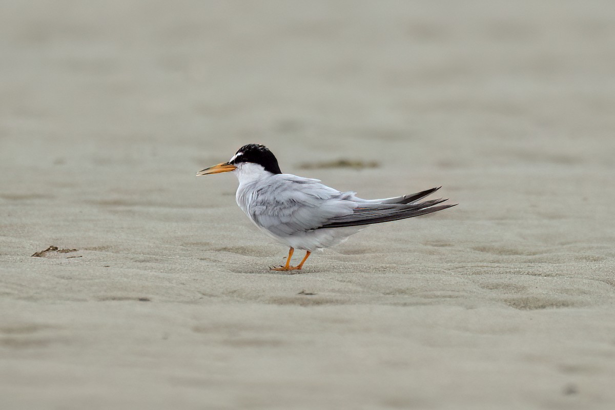Least Tern - ML640279427