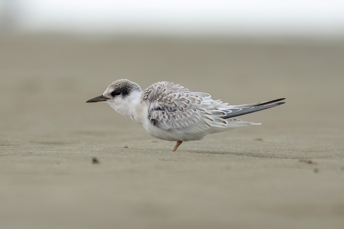 Least Tern - ML640279428