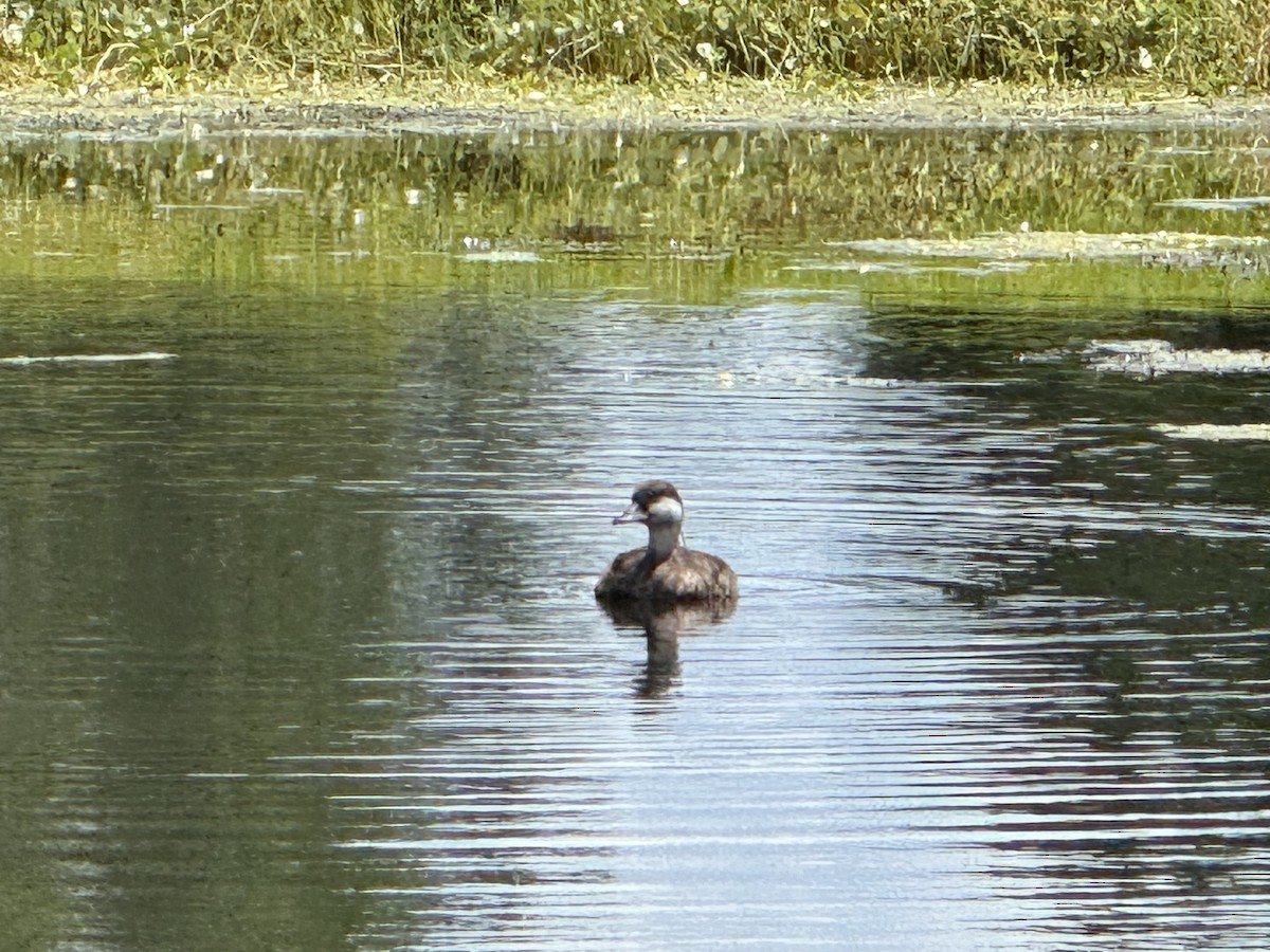 Black Scoter - ML640279429