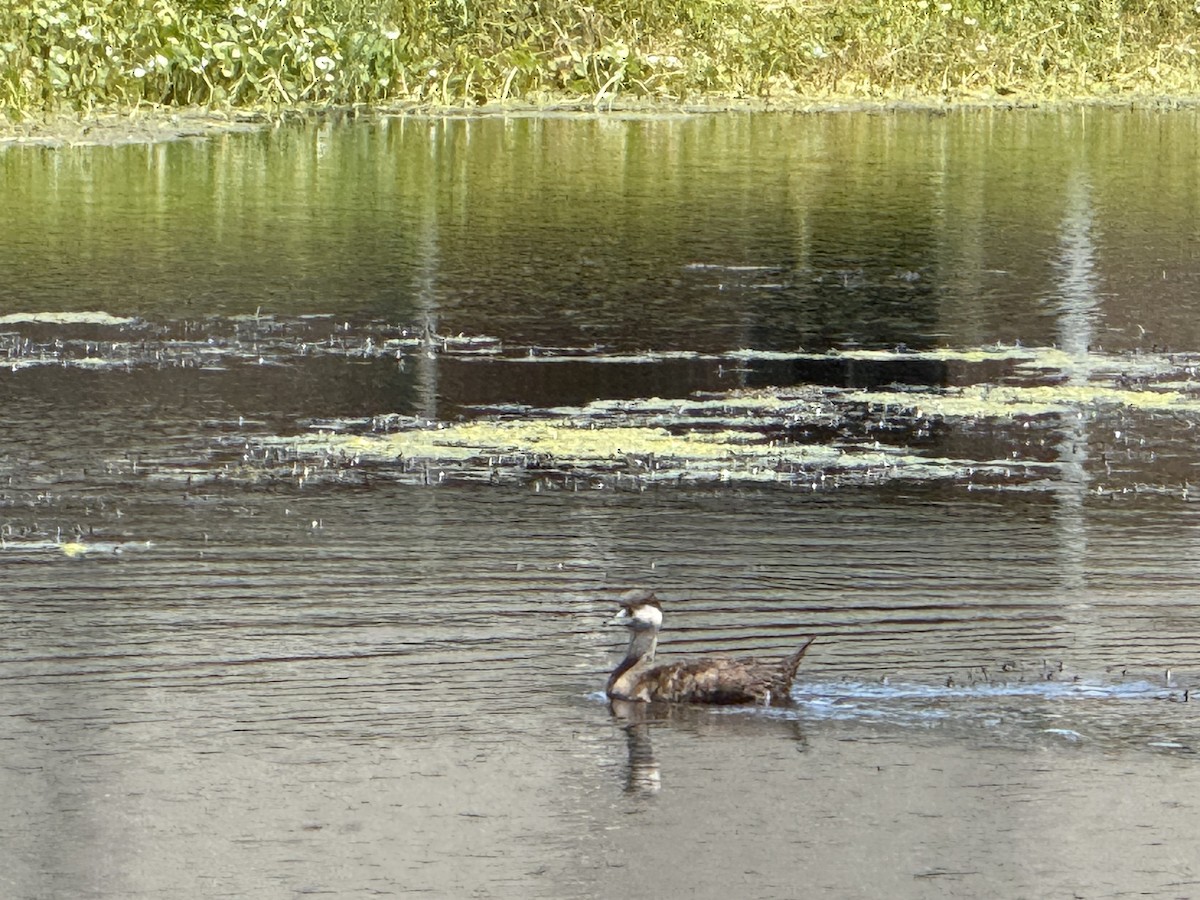 Black Scoter - ML640279430