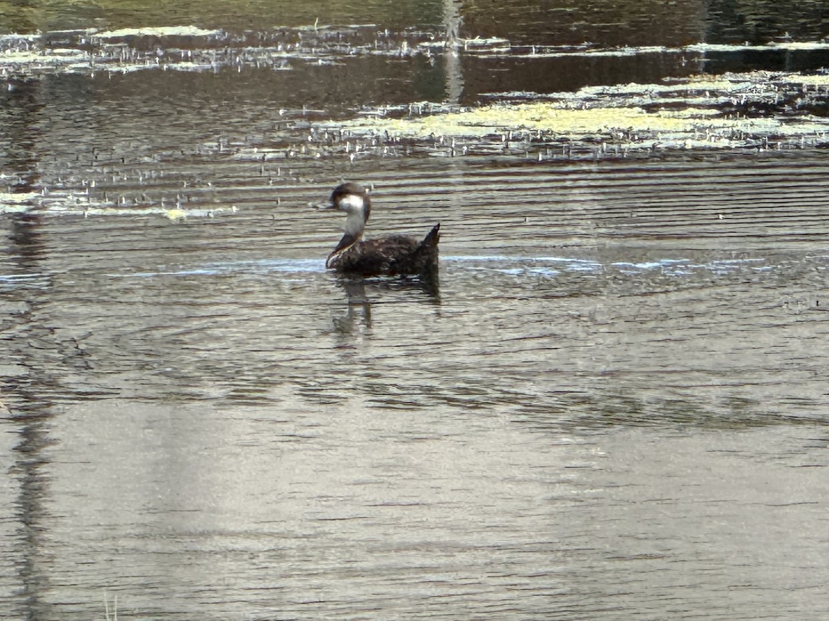 Black Scoter - ML640279431
