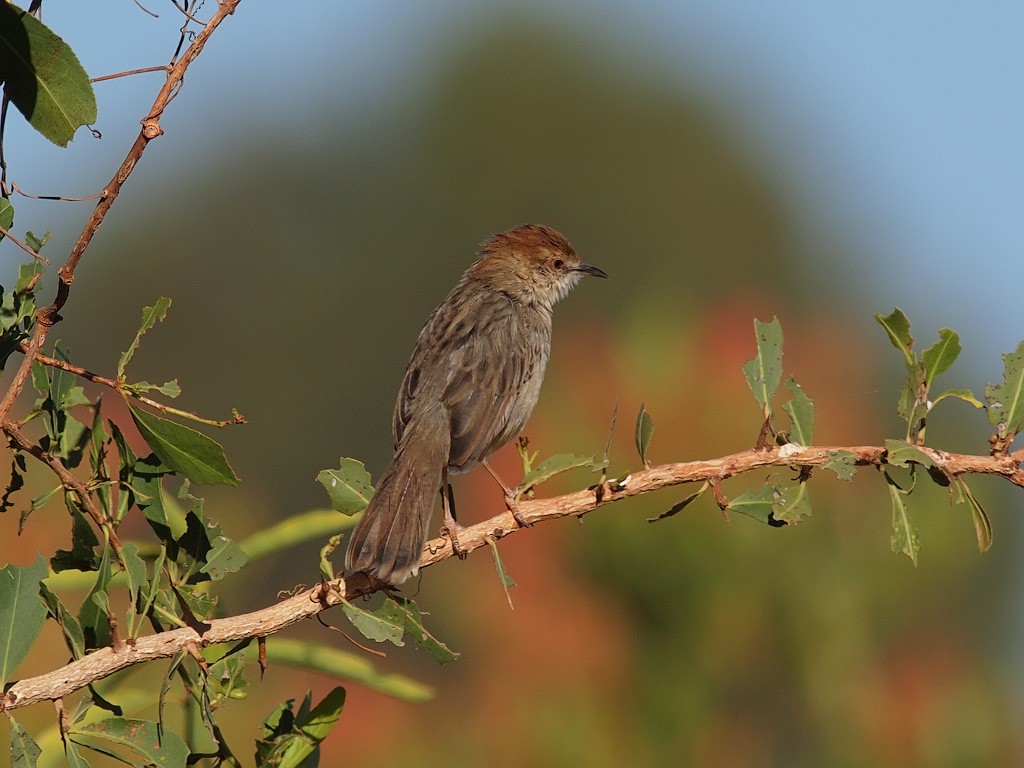 Rattling Cisticola - ML640279435