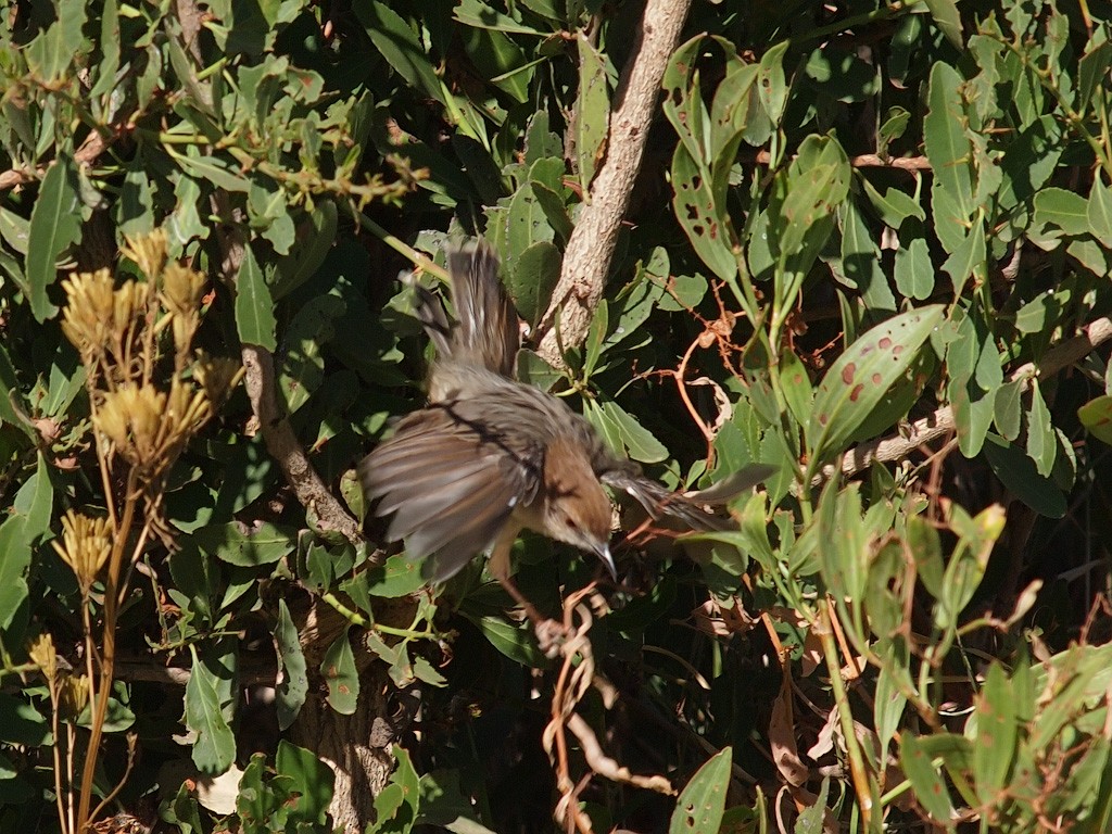 Rattling Cisticola - ML640279436