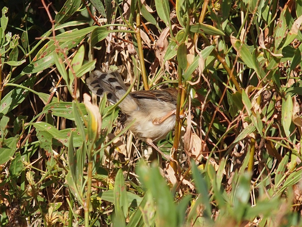 Rattling Cisticola - ML640279437