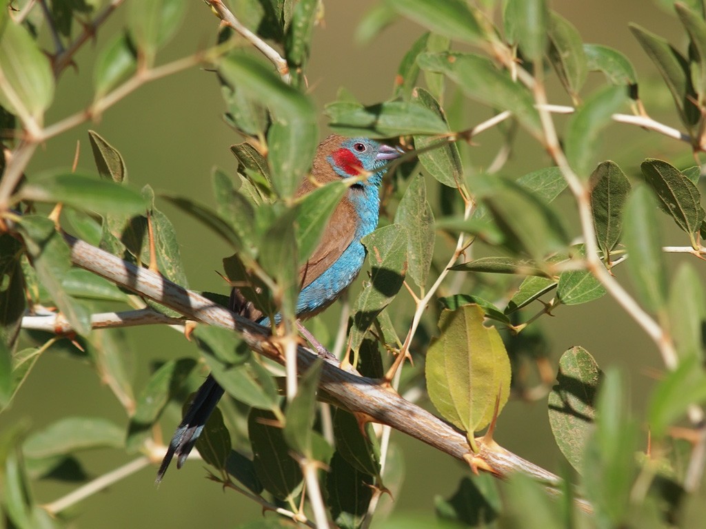 Red-cheeked Cordonbleu - ML640279518