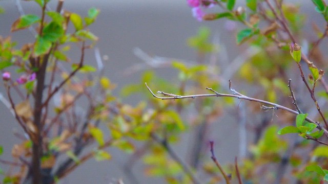 Costa's Hummingbird - ML640279521