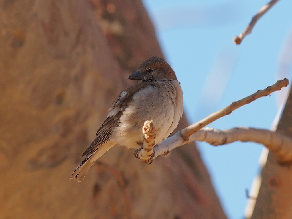 Sahel Bush Sparrow - ML640279546