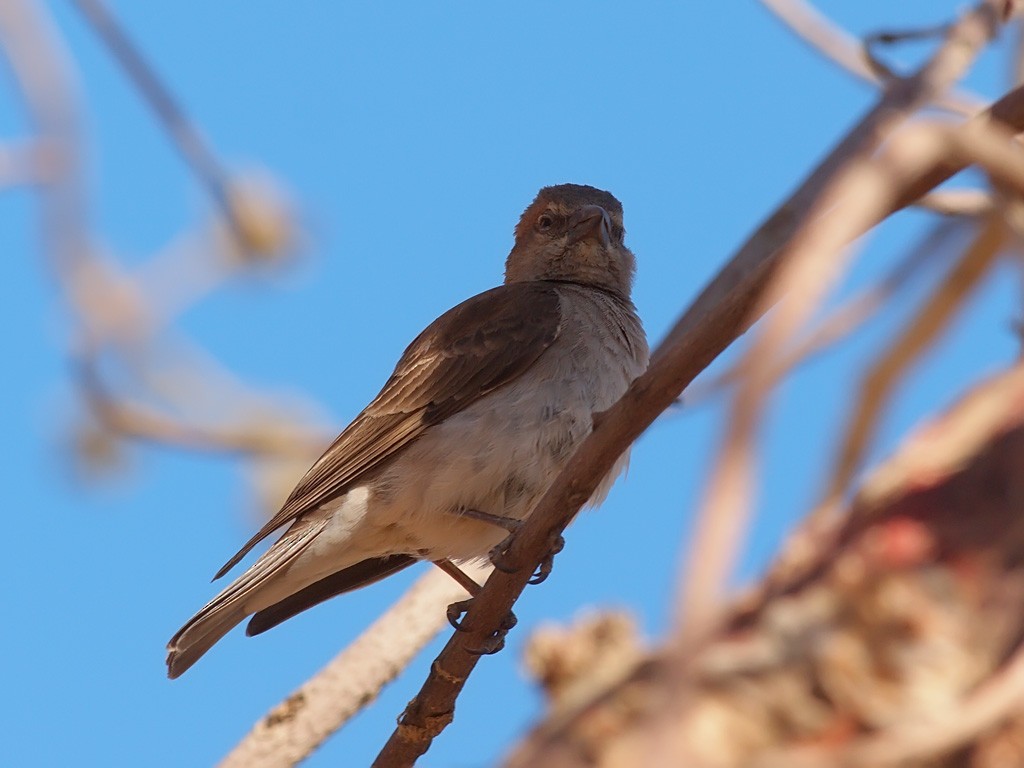 Sahel Bush Sparrow - ML640279547