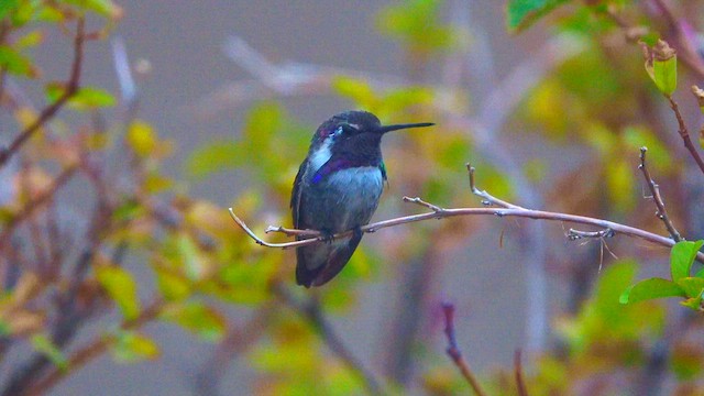 Costa's Hummingbird - ML640279567