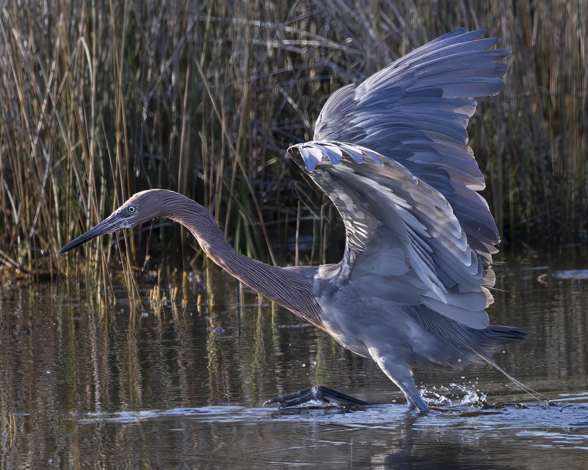 Reddish Egret - ML640279845