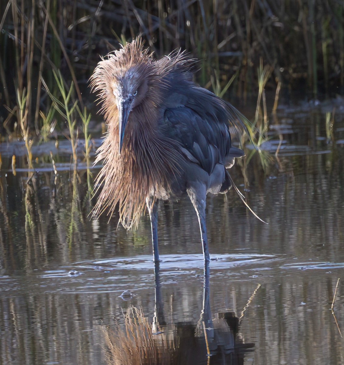 Reddish Egret - ML640279846