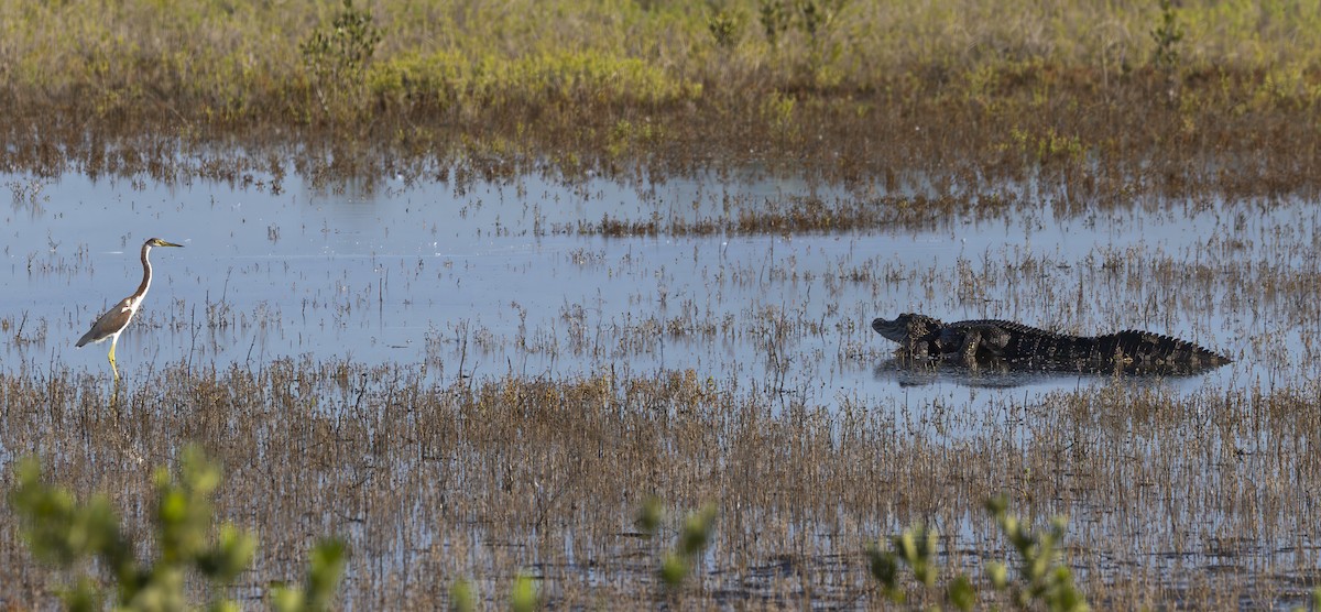 Tricolored Heron - ML640279850