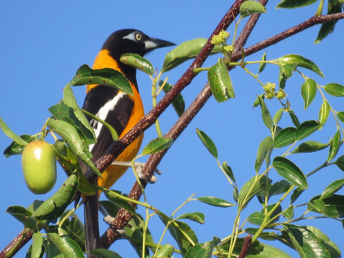 Venezuelan Troupial - ML640279865