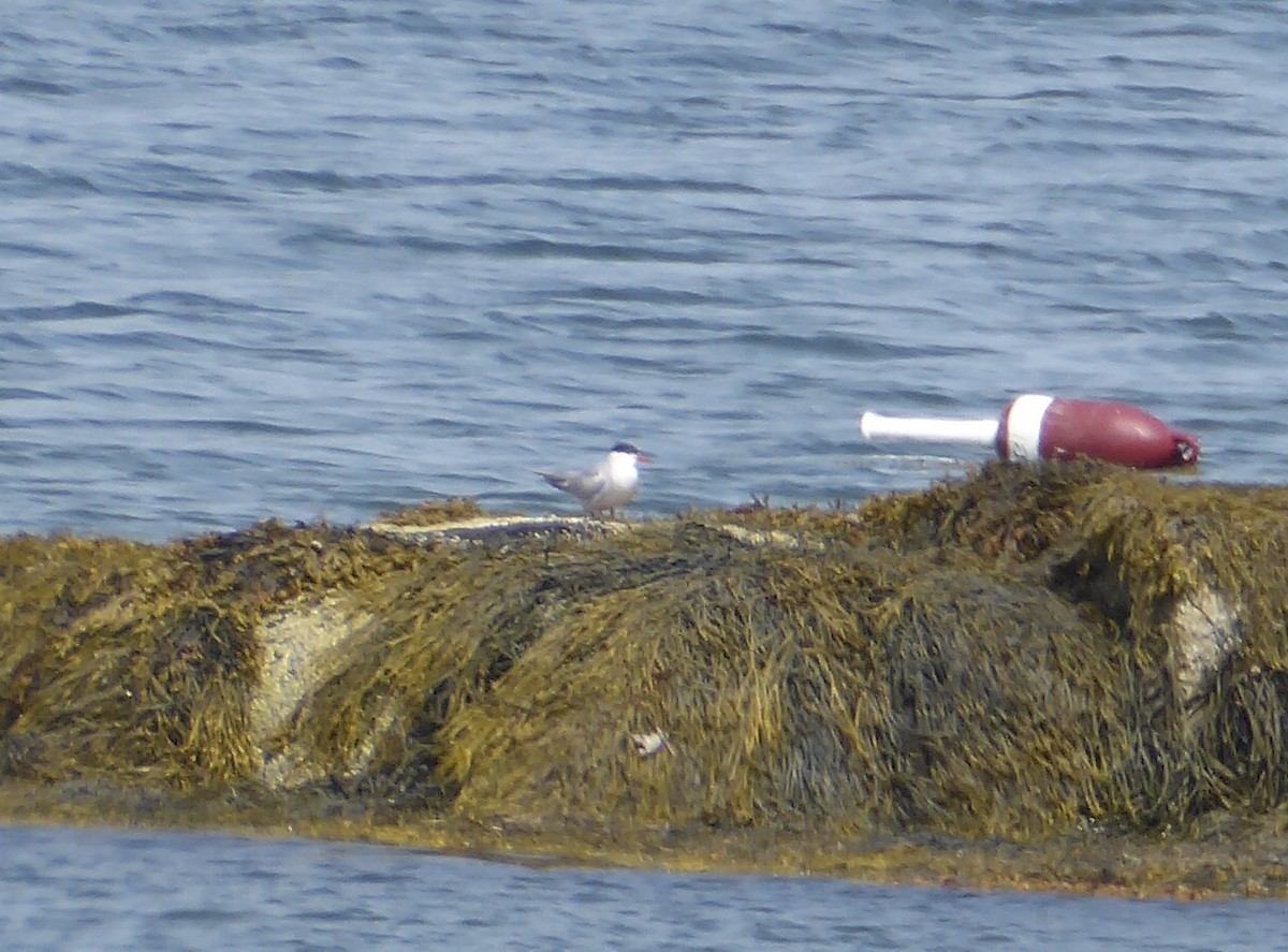 Charrán Común - ML640279888