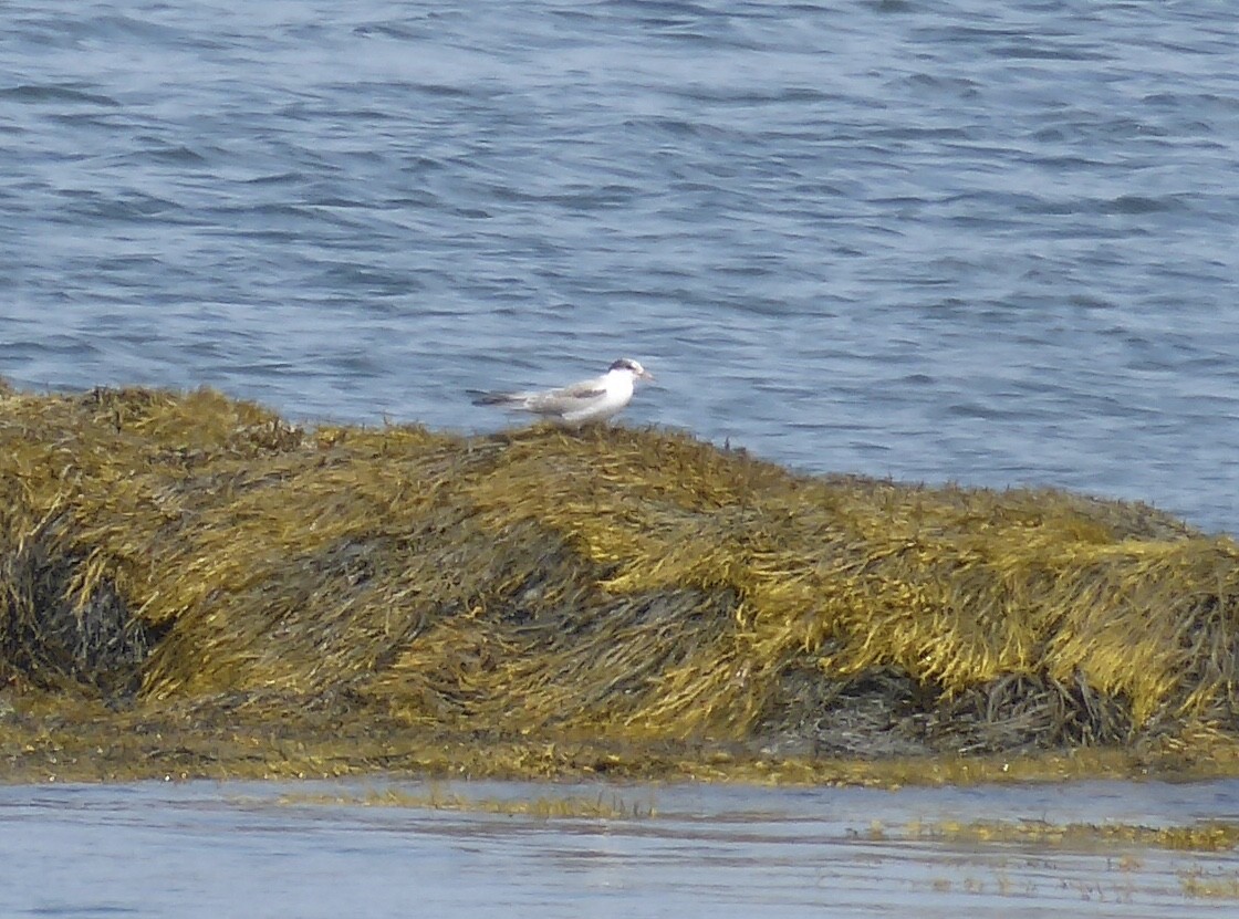 Charrán Común - ML640279889