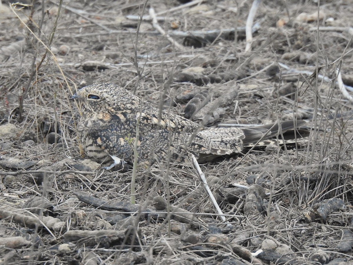 Tschudi's Nightjar - ML640279977