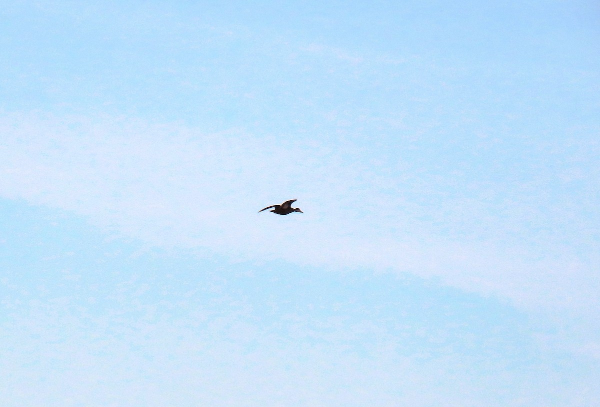 White-cheeked Pintail - ML640279993
