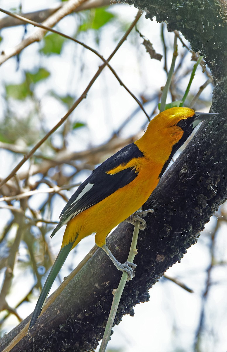 White-edged Oriole - ML640280020