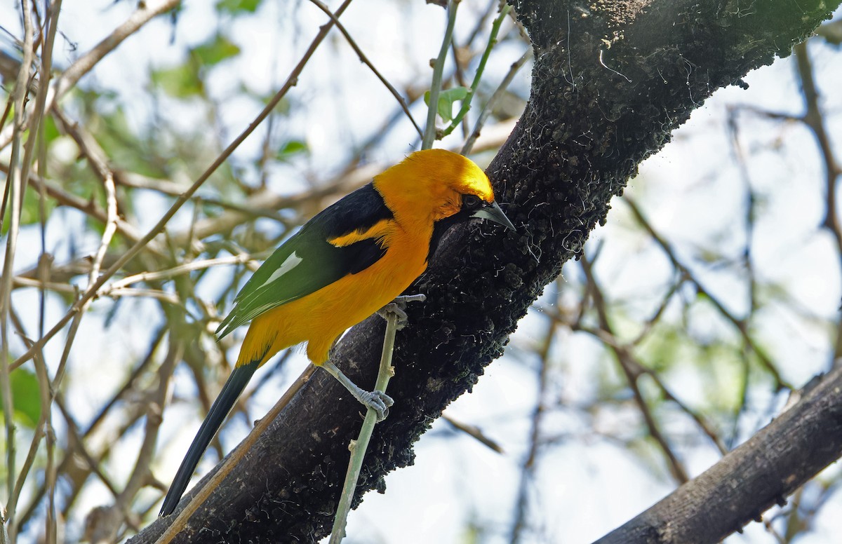 White-edged Oriole - ML640280021