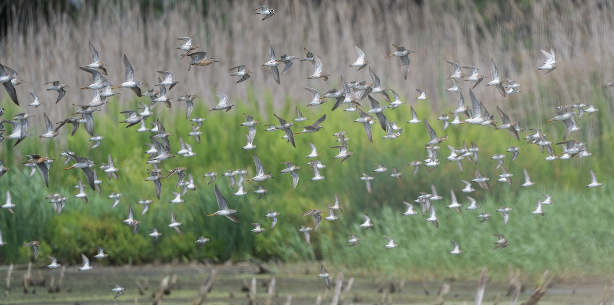 Red Phalarope - ML640280071