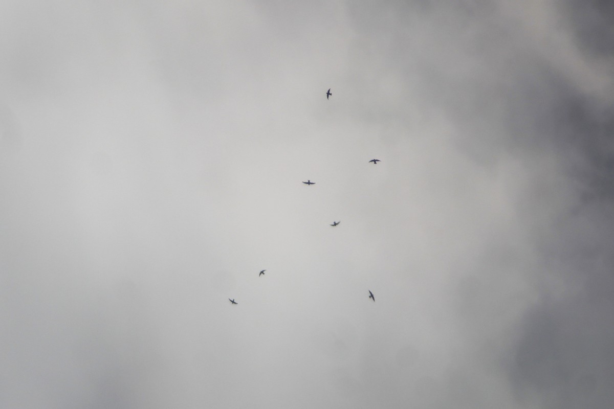 White-collared Swift - ML640280105