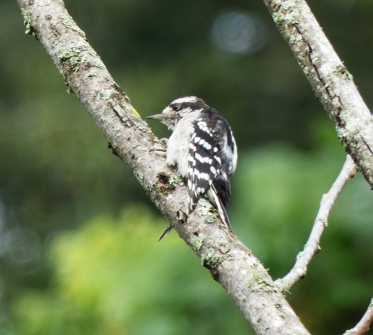 Downy Woodpecker - ML640280146