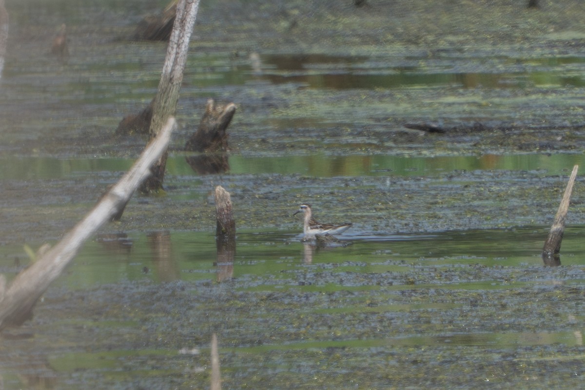 Red Phalarope - ML640280246