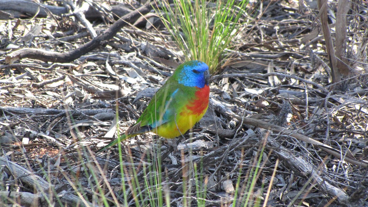 Scarlet-chested Parrot - ML640280247