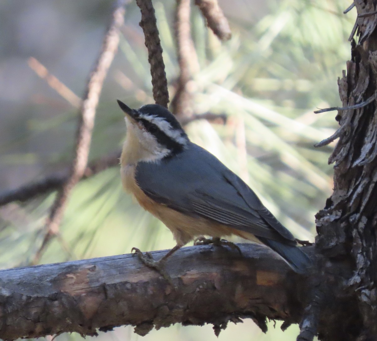 Red-breasted Nuthatch - ML640280260