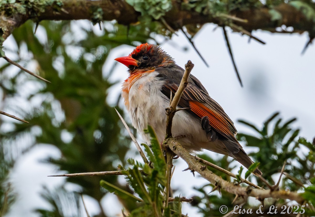 Red-headed Weaver (Northern) - ML640280316