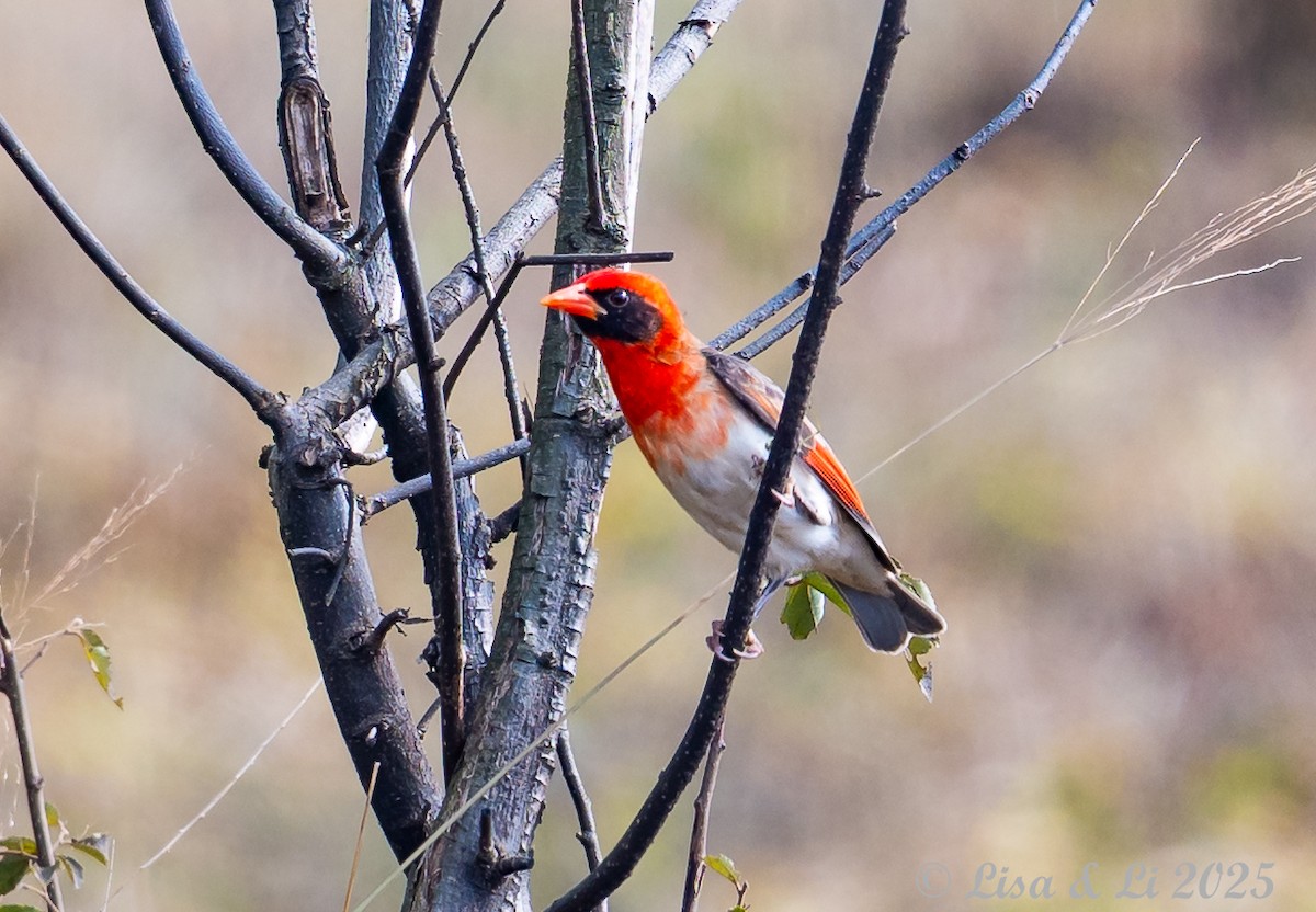 Red-headed Weaver (Northern) - ML640280324