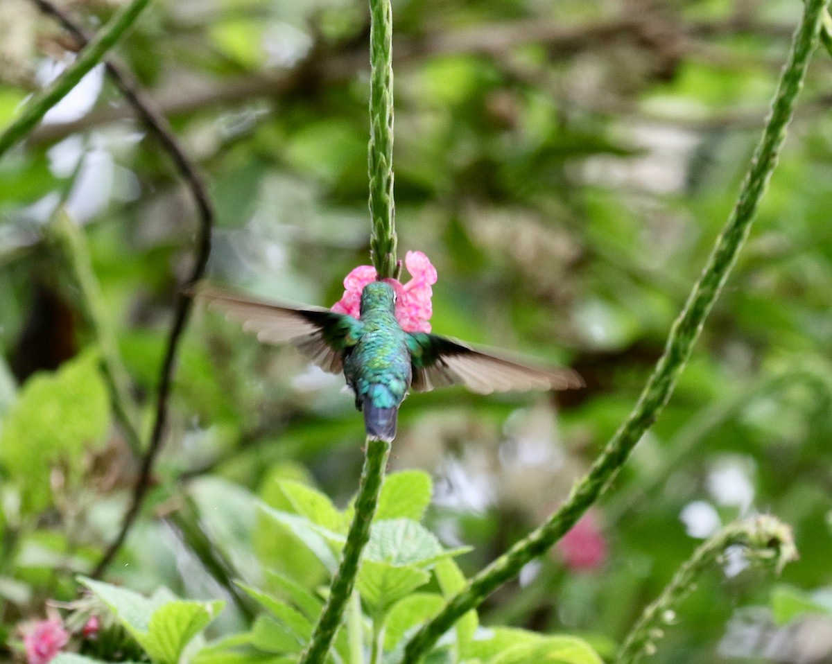 Red-billed Emerald - ML640280326