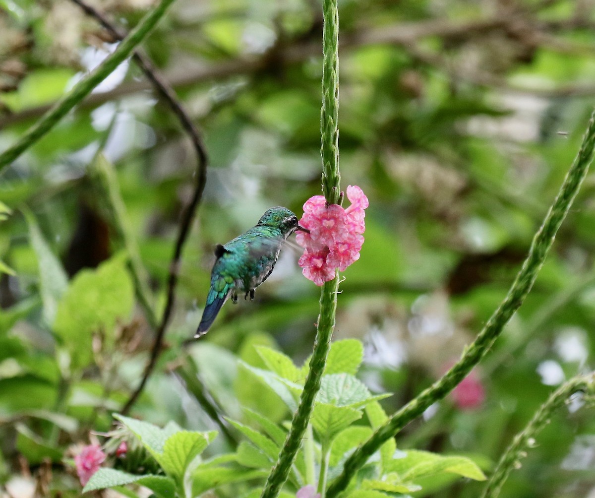 Red-billed Emerald - ML640280327