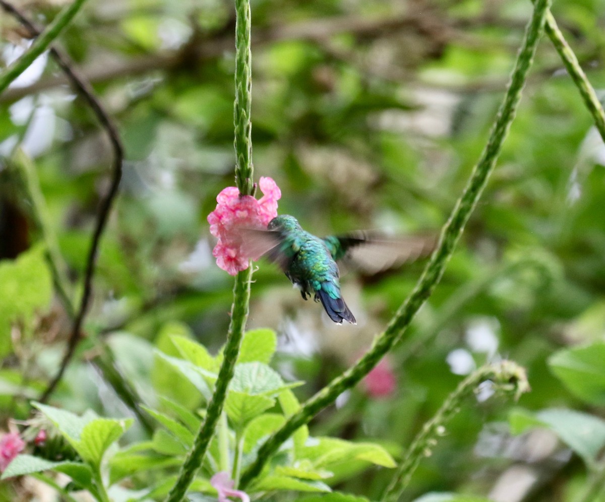 Red-billed Emerald - ML640280328
