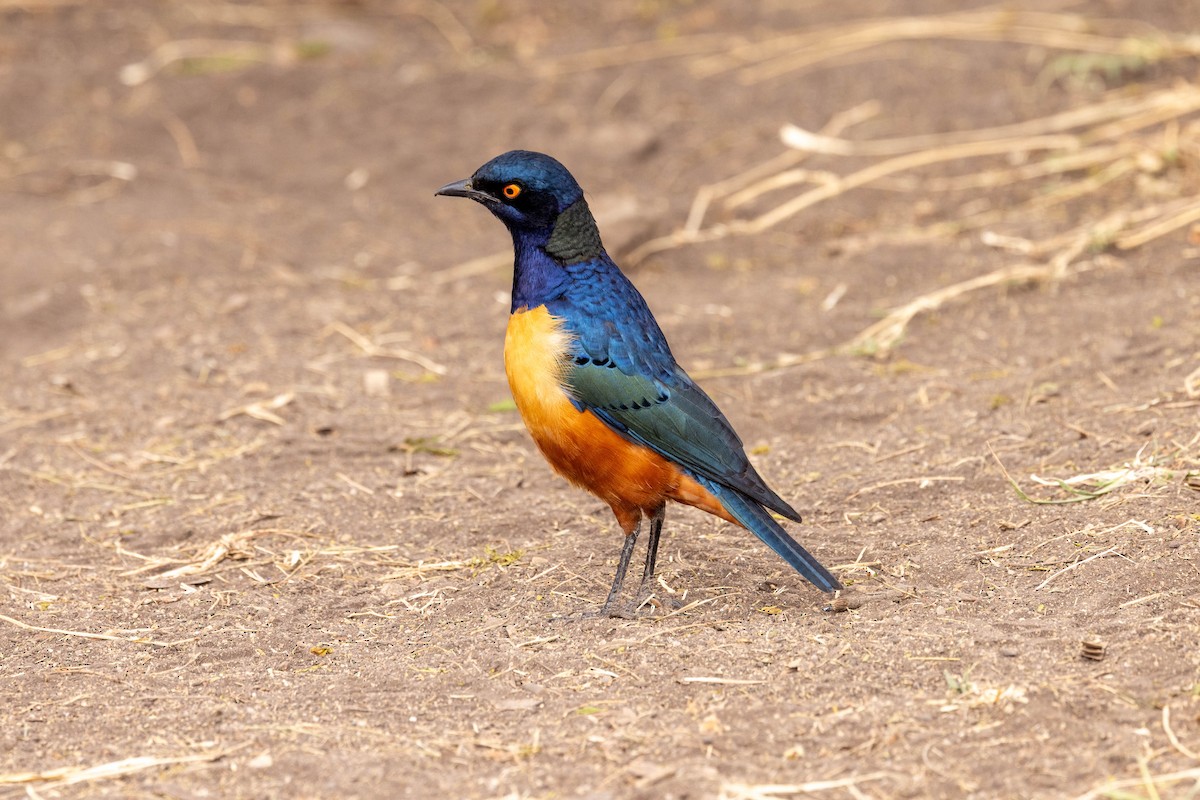Hildebrandt's Starling - ML640280348