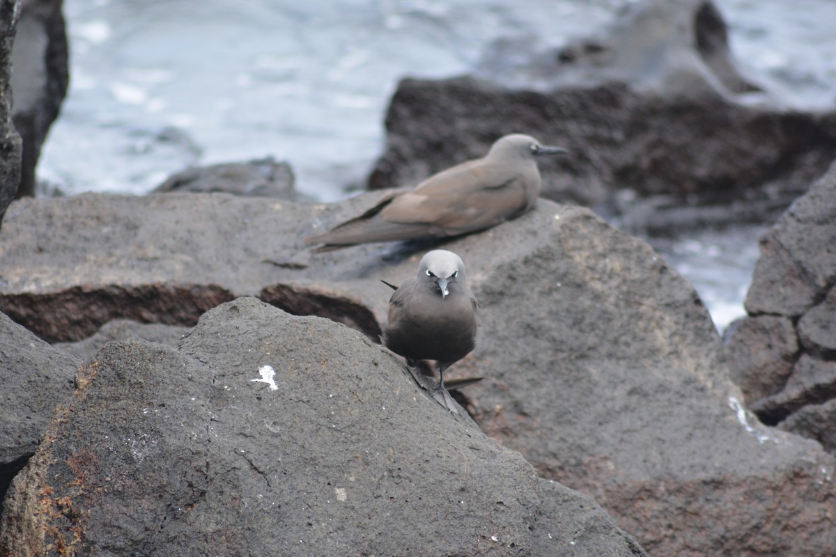 Brown Noddy - ML640280361