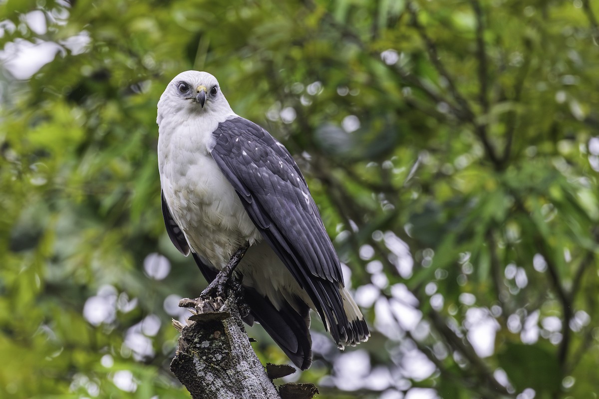 White-necked Hawk - ML640280395