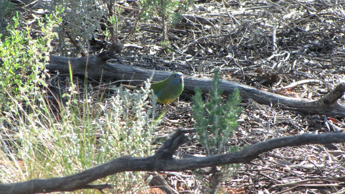 Scarlet-chested Parrot - ML640280406