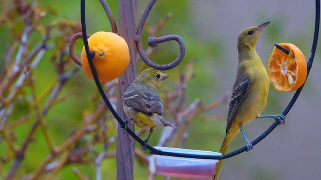 Western Tanager - ML640280466